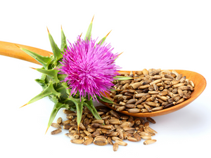 milk thistle benefits