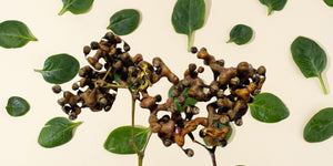 Japanese Raisin Tree Benefits