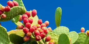 Prickly Pear Cactus Hangover Remedy: A Morning Miracle