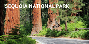 Sequoia Park Altitude