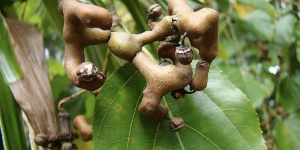 japanese raisin hovenia cure alcohol hangovers