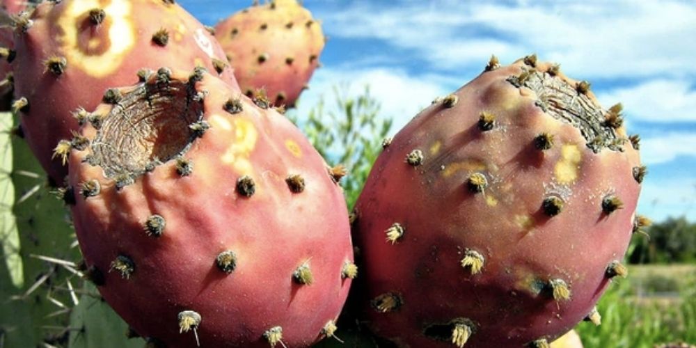 Effect of Prickly Pear on Symptoms of the Alcohol Hangover - Zaca
