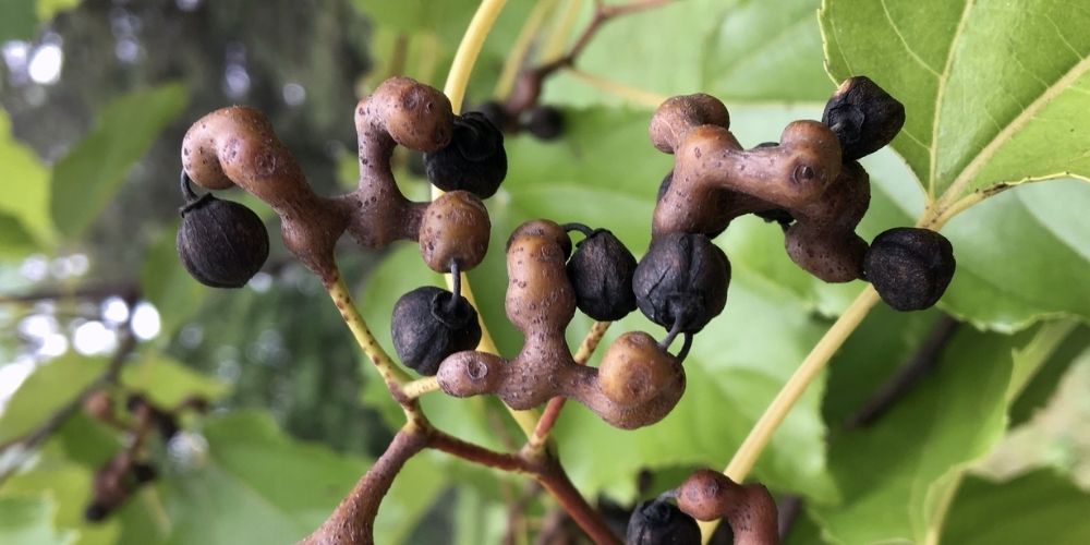 Is Japanese Raisin Tree The Cure For Hangovers? - Zaca