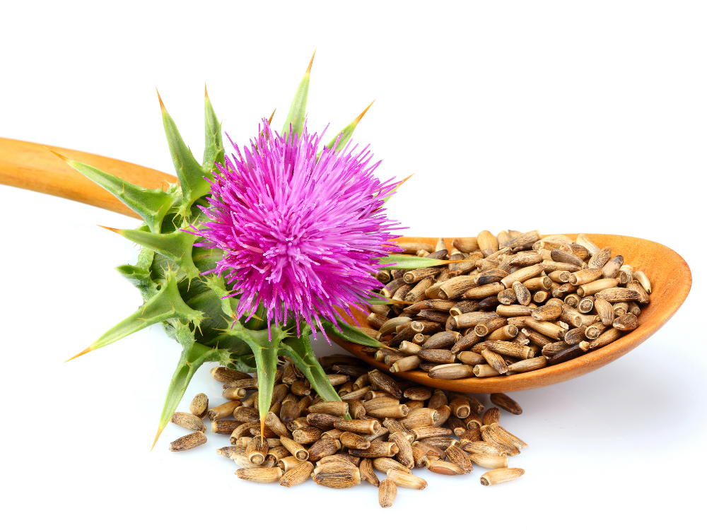 Milk Thistle Benefits - Zaca