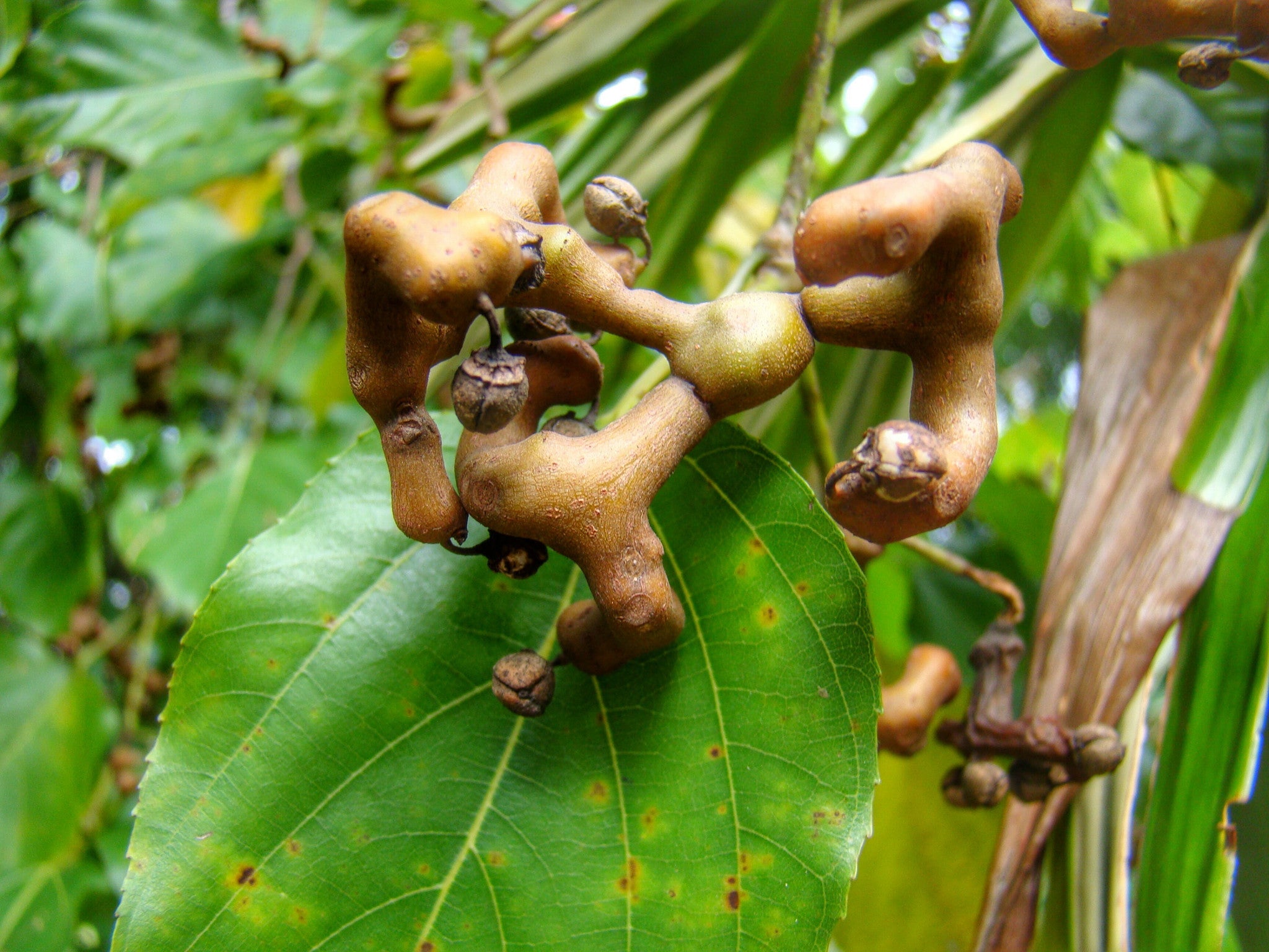 Why Asia Has Secretly Cherised This Raisin For A 1000 Years - Zaca